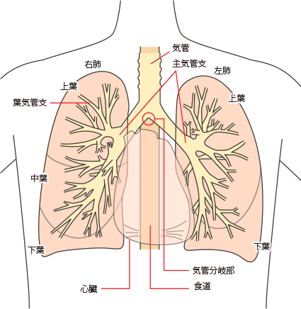 胸の中の構造を確認する