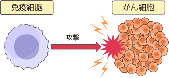 がん細胞を退治しようとする免疫の働き
