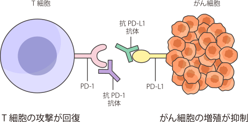 免疫のブレーキを解除する治療とPD-L1検査