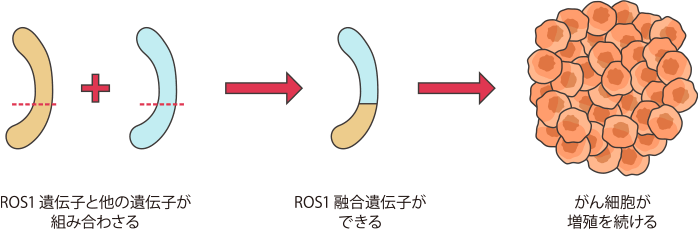 ROS1融合遺伝子はがん細胞を増殖させる