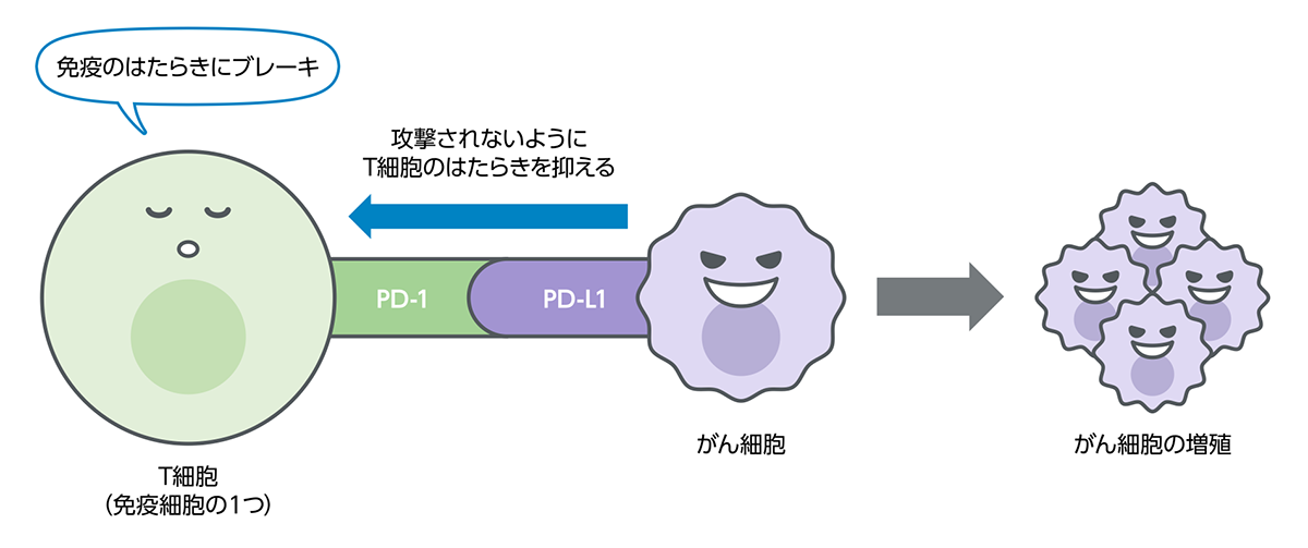 免疫チェックポイント阻害薬のメカニズム