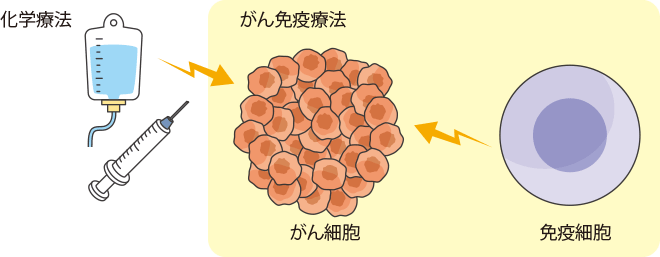 がん免疫療法とはどんなものですか？