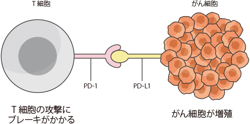 これまでのがん免疫療法と免疫チェックポイント阻害薬の違いを教えてください