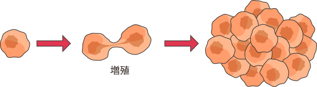 がん細胞の増殖