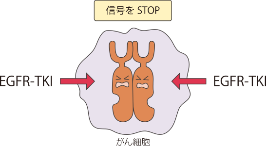 EGFRから出る信号をSTOP