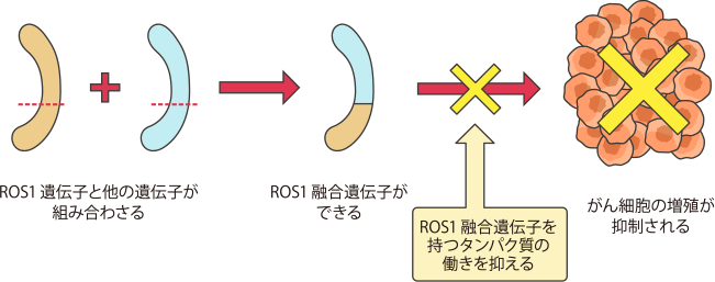 ROS1融合遺伝子阻害剤の働き