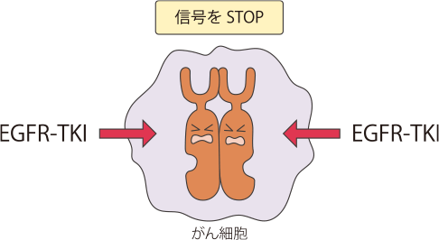 EGFR阻害剤はEGFRから出る信号に作用