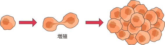 EGFR遺伝子変異とがん細胞の増殖