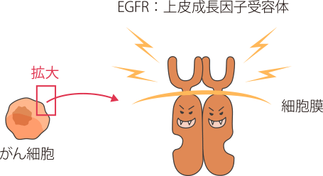 EGFR阻害剤はEGFRから出る信号に作用