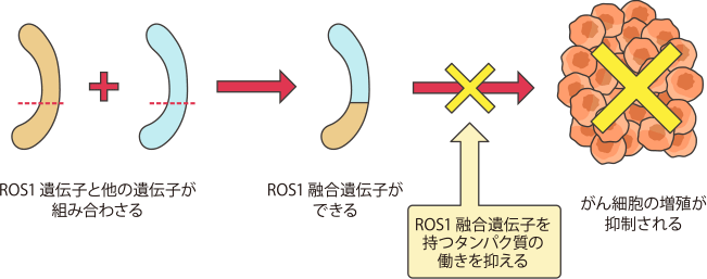 がん細胞が増え続けること（増殖）を抑えるお薬です