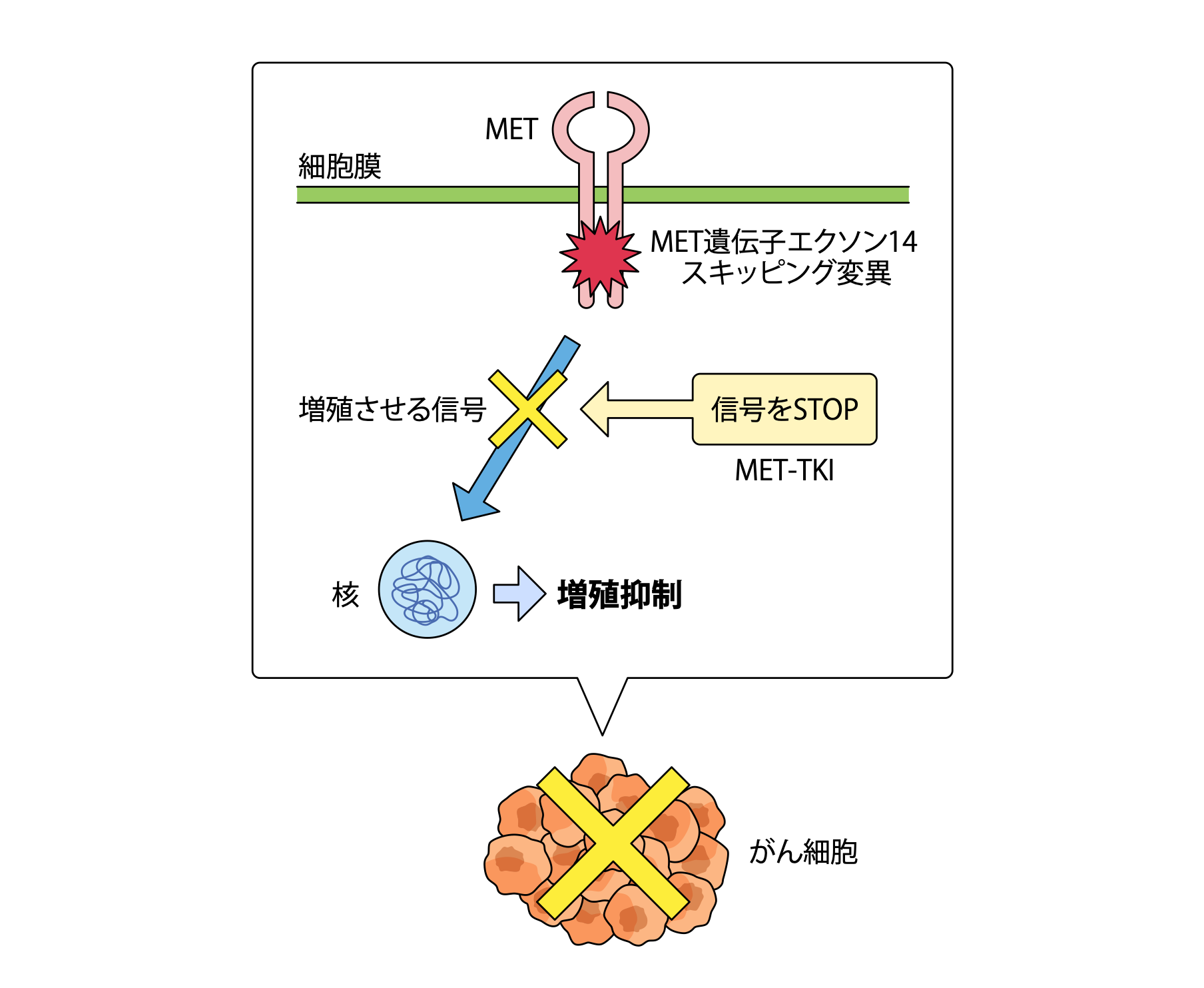 がん細胞を増殖・転移させる「MET遺伝子変異」