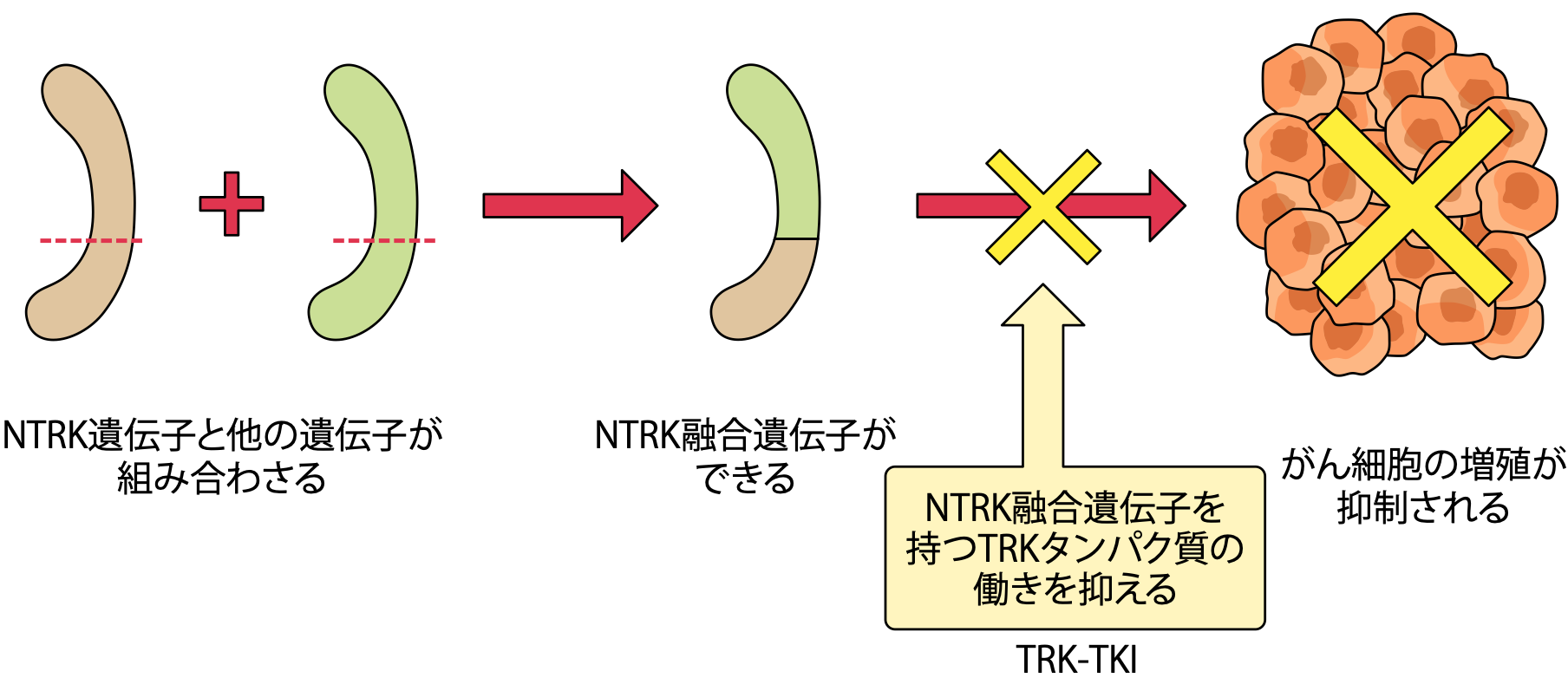 NTRK遺伝子融合がある人に効果が期待できる「TRK阻害薬」