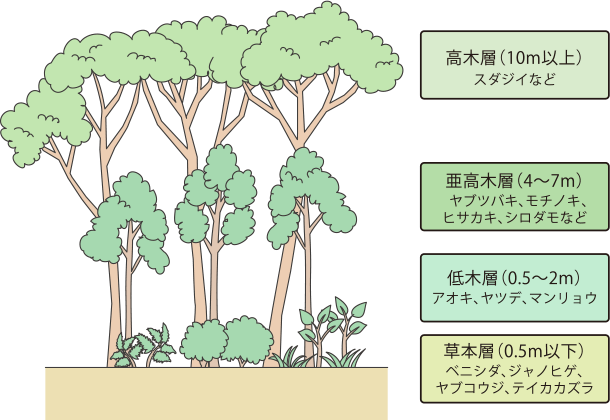 日本の代表的な森の4層構造の例