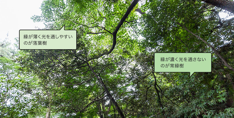 緑が薄く光を通しやすいのが落葉樹 緑が濃く光を通さないのが常緑樹