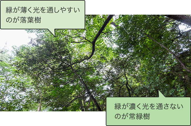 緑が薄く光を通しやすいのが落葉樹 緑が濃く光を通さないのが常緑樹