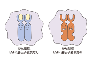 日本人に多いEGFR遺伝子変異