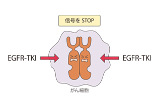 EGFR阻害剤の働く仕組み