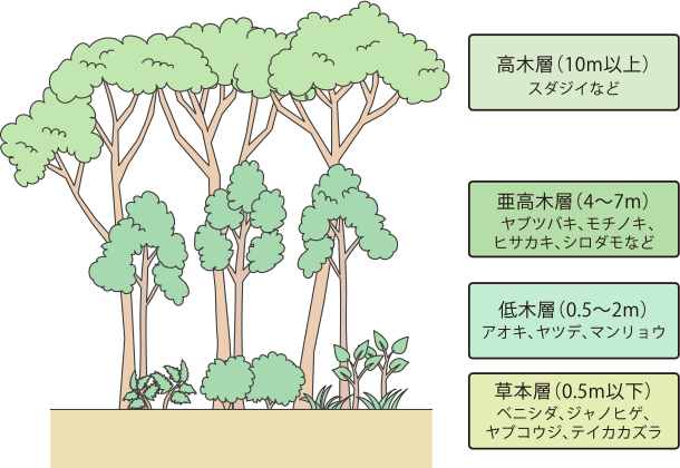 日本の代表的な森の４層構造の例