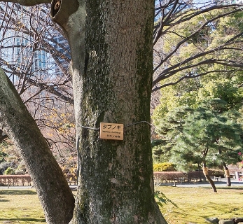 最初は名前札がついている木を図鑑で探してみるところから始めてみましょう。（写真はタブノキ）