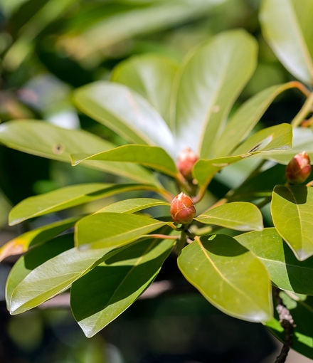 タブノキの花芽。赤みがかって可愛らしい姿は冬の植物観察の大きな魅力。