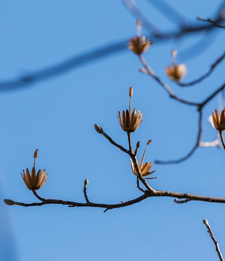 タブノキの花芽。赤みがかって可愛らしい姿は冬の植物観察の大きな魅力。