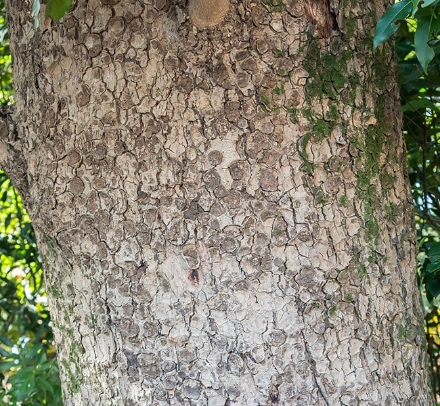 若いタブノキの樹皮（左）と古いタブノキの樹皮（右）。