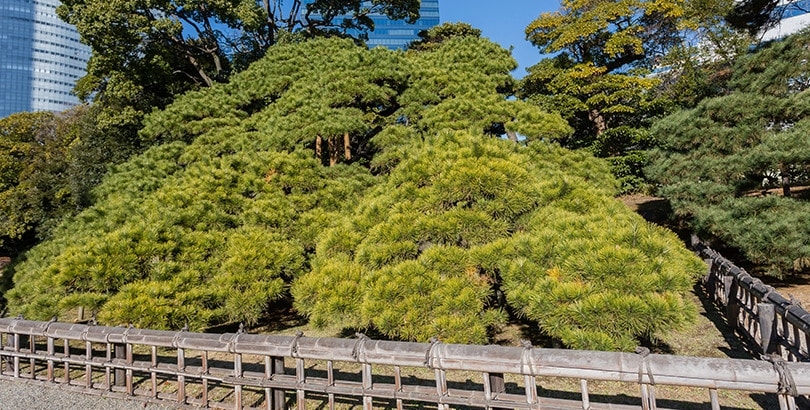 浜離宮恩賜庭園の名物である、江戸幕府第六代将軍家宣の時代に植栽されたという「三百年の松」。