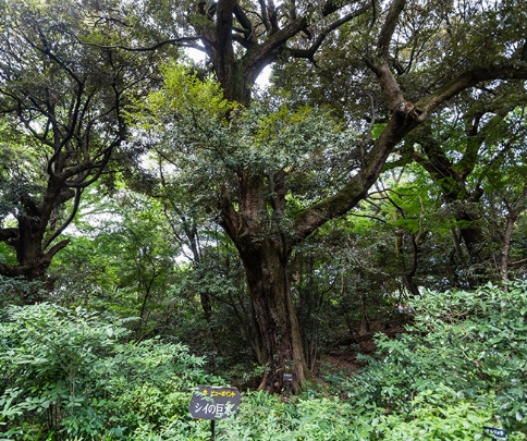 シイの巨木。カシやイチョウなどと同様に「火伏の木」とされ、防災目的で植えられることが多い。