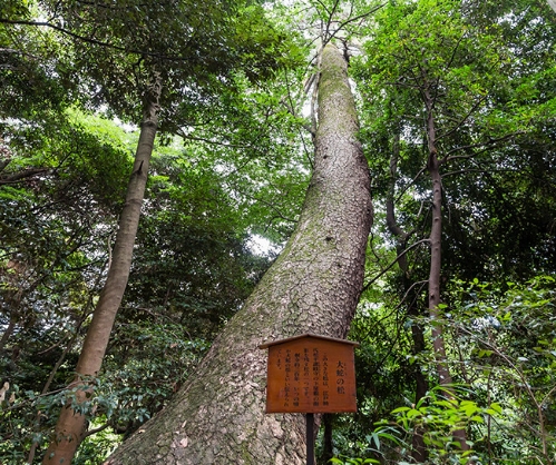 大蛇の松。ゴツゴツと黒い木肌に斜めに突き出した姿態はまさに大蛇！古い木は説明板つきのことも多く、植林当時の森を想像する手がかりとなる。