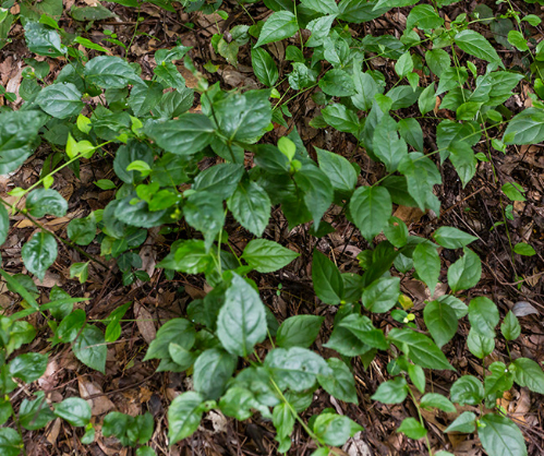 平賀源内が薬草として持ち込み、移植したと伝えられるトラノオスズカケ。晩夏から秋口にかけて小さな紫色の花を咲かせる。