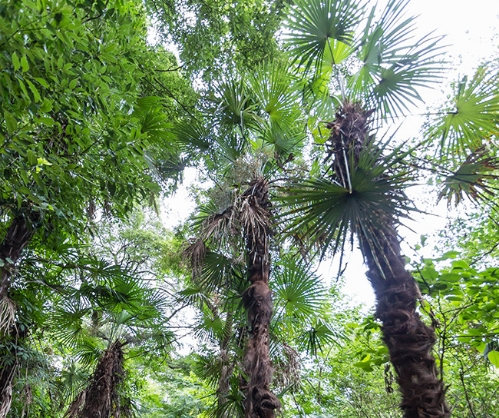 当然のように植生に交じるシュロの木。